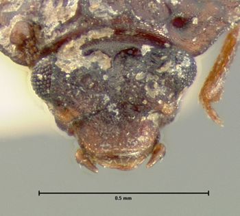 Media type: image;   Entomology 6619 Aspect: head dorsal view